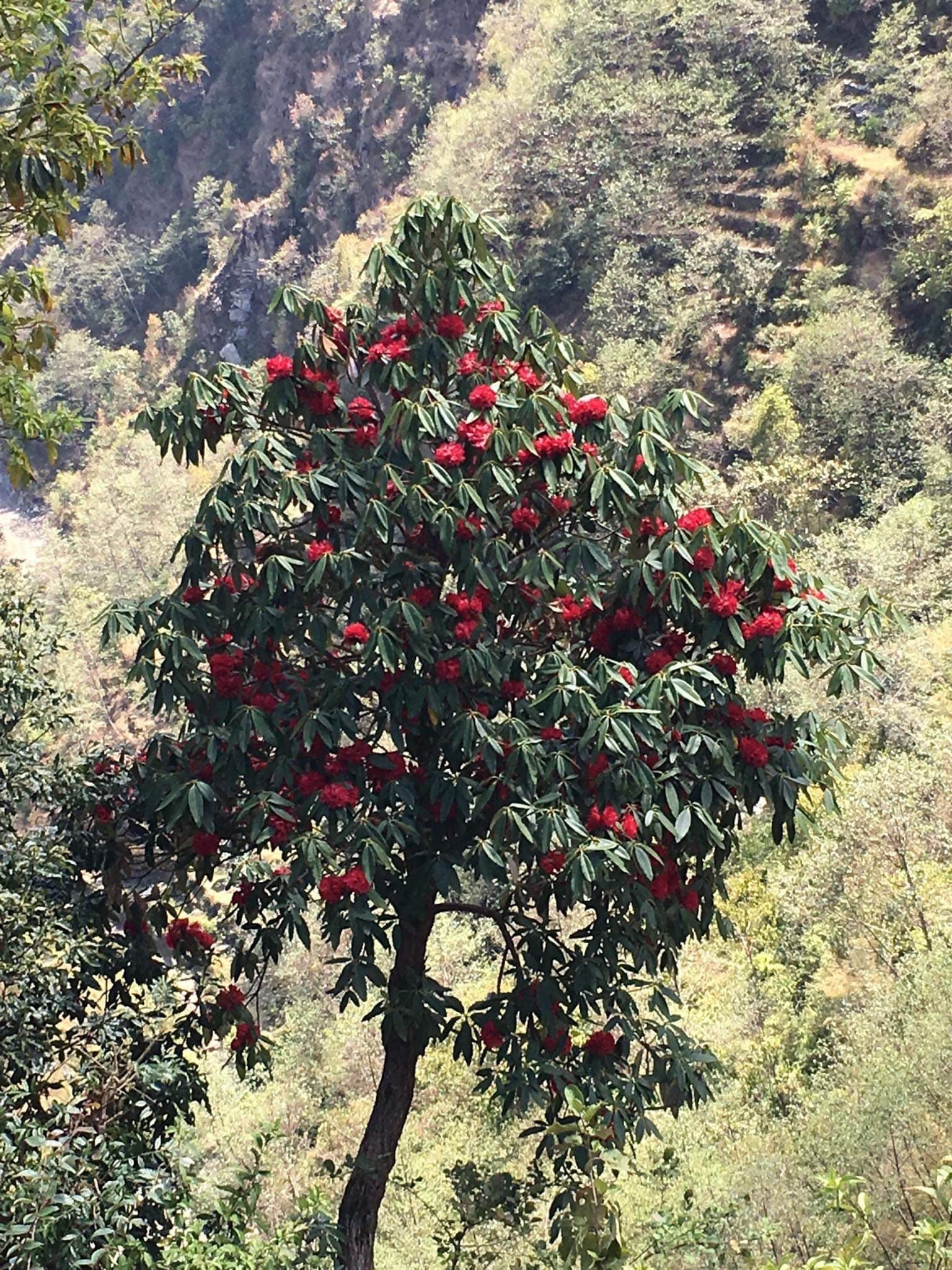 NEPAL #3
