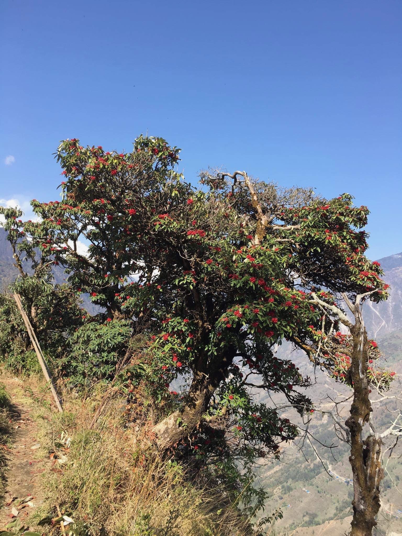 NEPAL #8