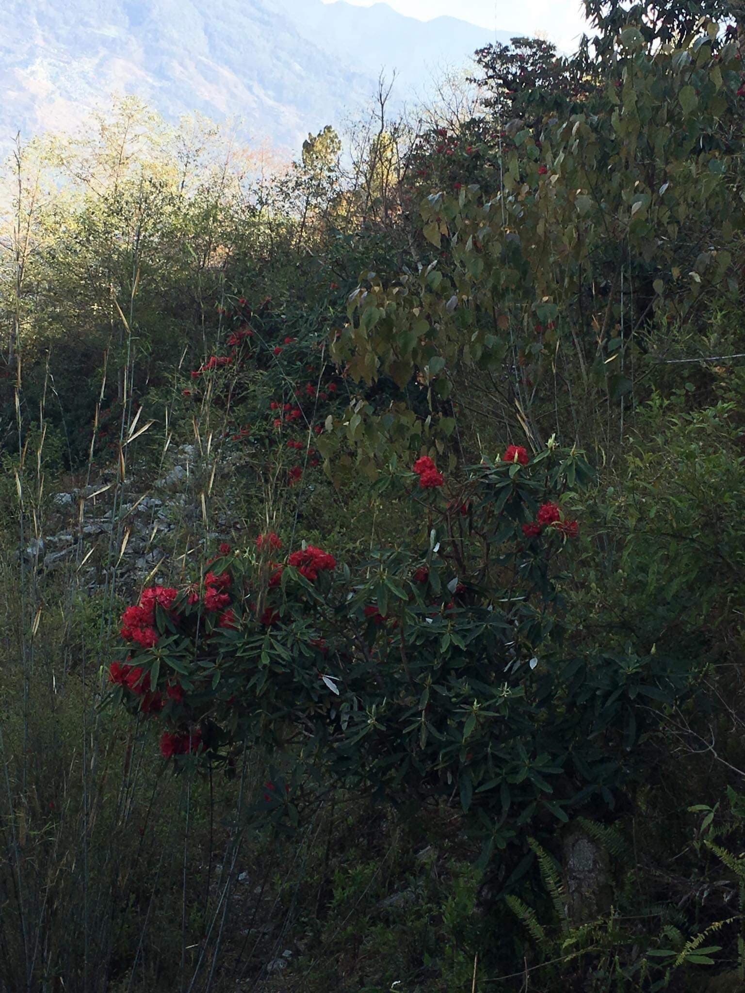 NEPAL #15