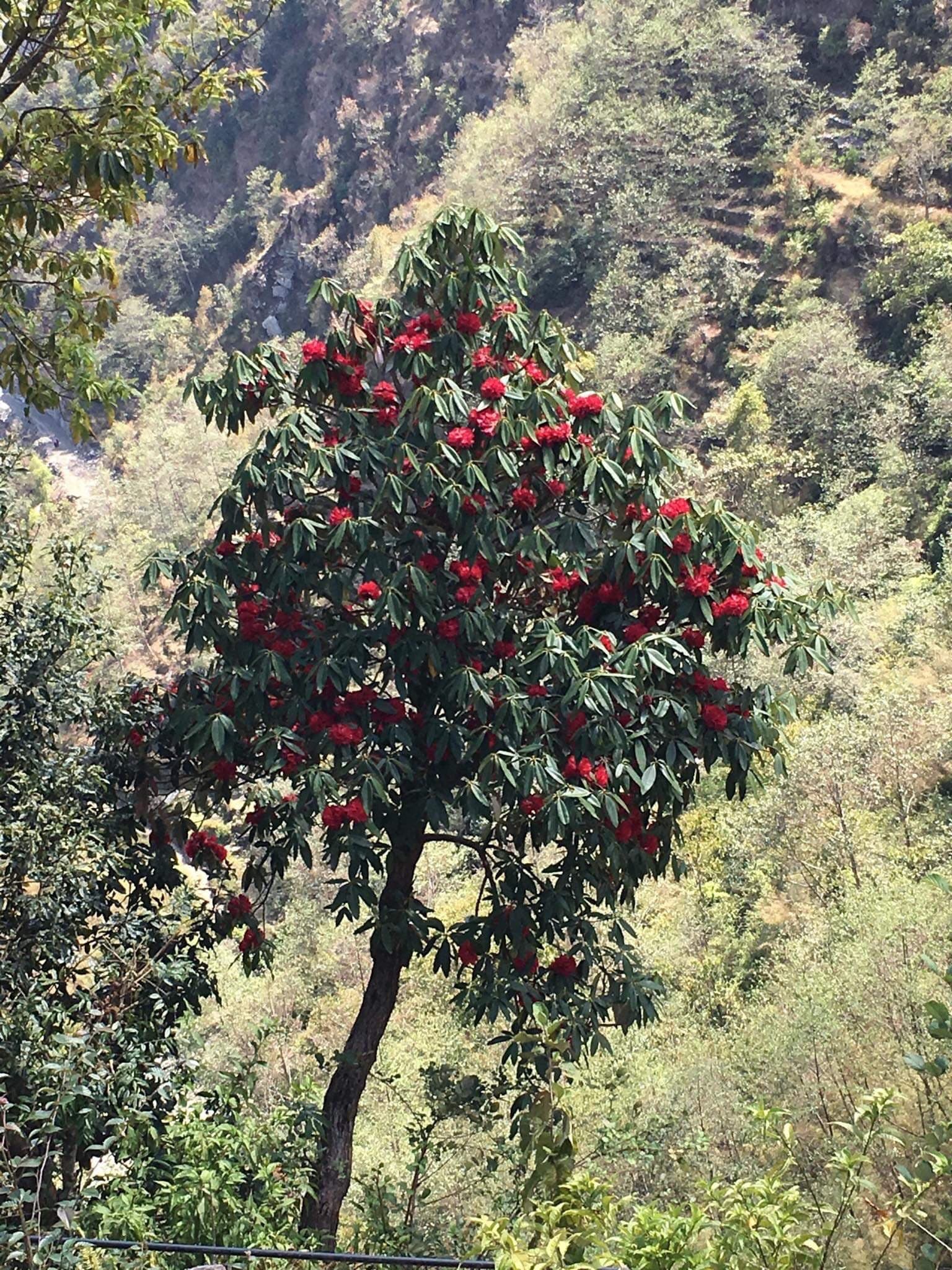 NEPAL #16