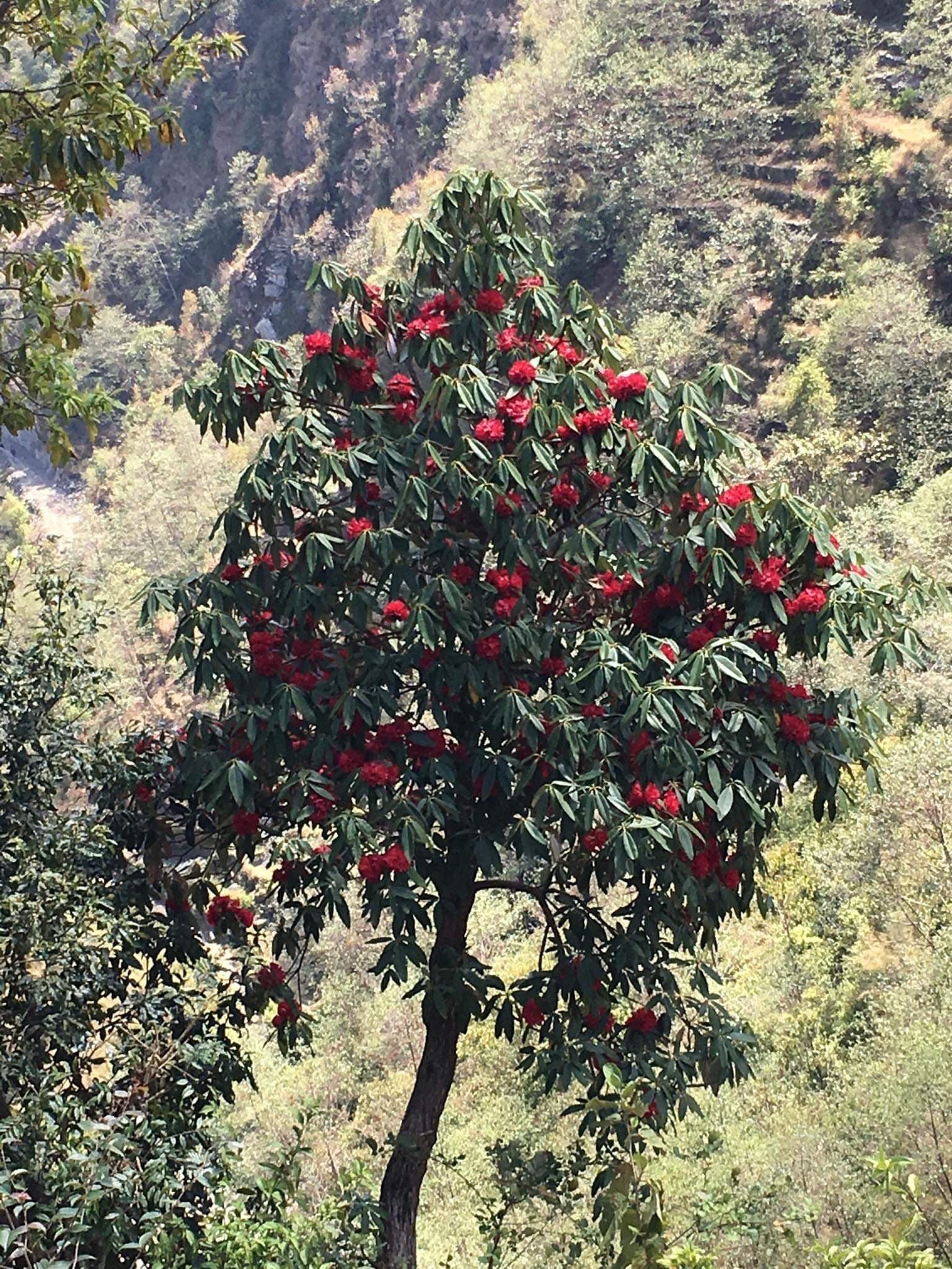 NEPAL #28