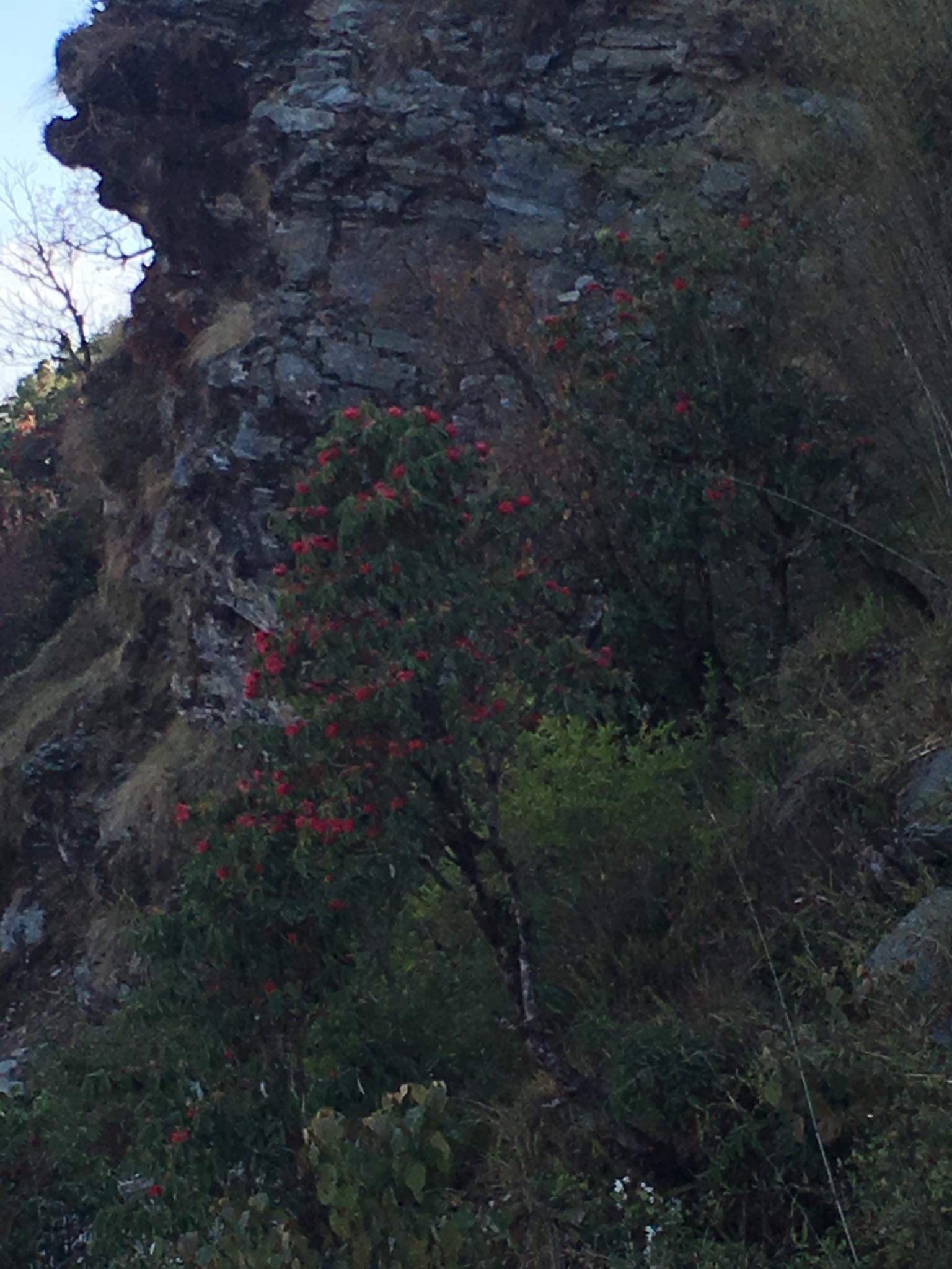 NEPAL #33