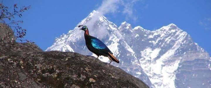 NEPAL #38