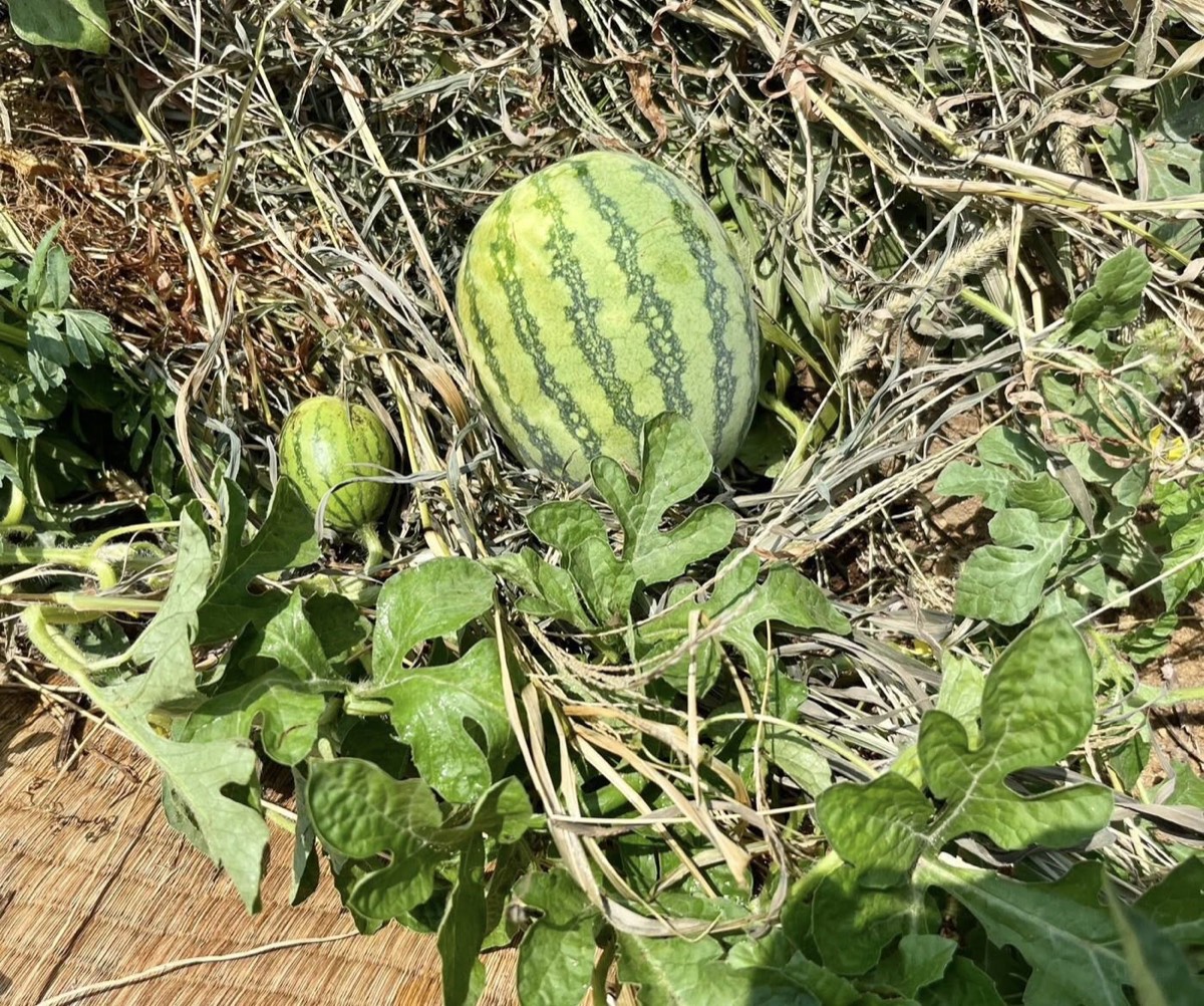 むすひの杜の食事